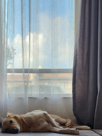 Relaxing Afternoon
